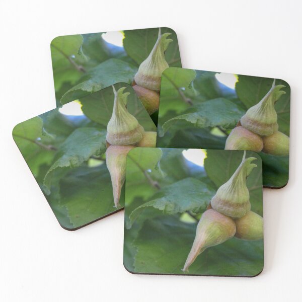 Item preview, Hazelnuts ripen on a branch designed and sold by Mahirov Shop.