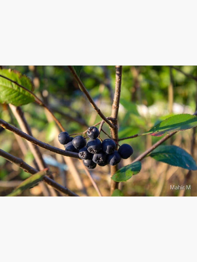Discover Ripe fruit on the branches of a bush chokeberry Premium Matte Vertical Poster