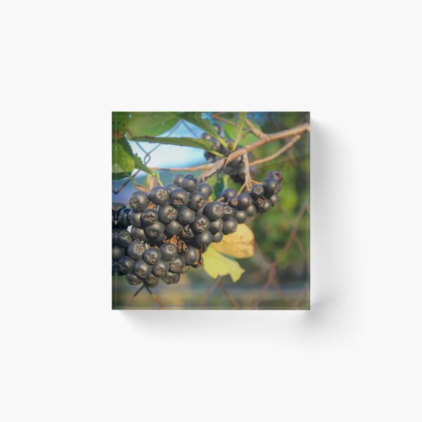 Item preview, Black ripe chokeberry designed and sold by Mahirov Shop.