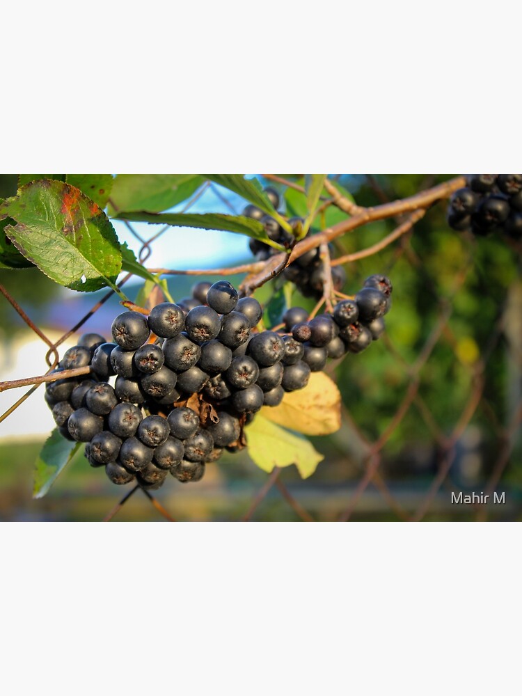 Discover Black ripe chokeberry Premium Matte Vertical Poster