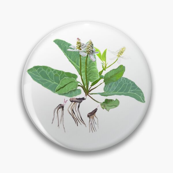 Item preview, Yerba Mansa (Anemopsis californica) designed and sold by Joyful Roots.