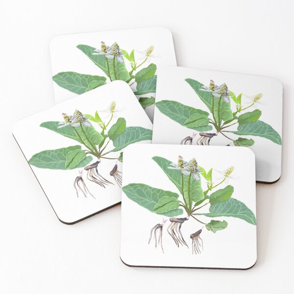 Item preview, Yerba Mansa (Anemopsis californica) designed and sold by Joyful Roots.