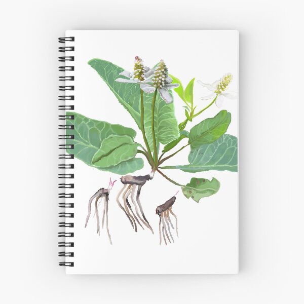 Item preview, Yerba Mansa (Anemopsis californica) designed and sold by Joyful Roots.