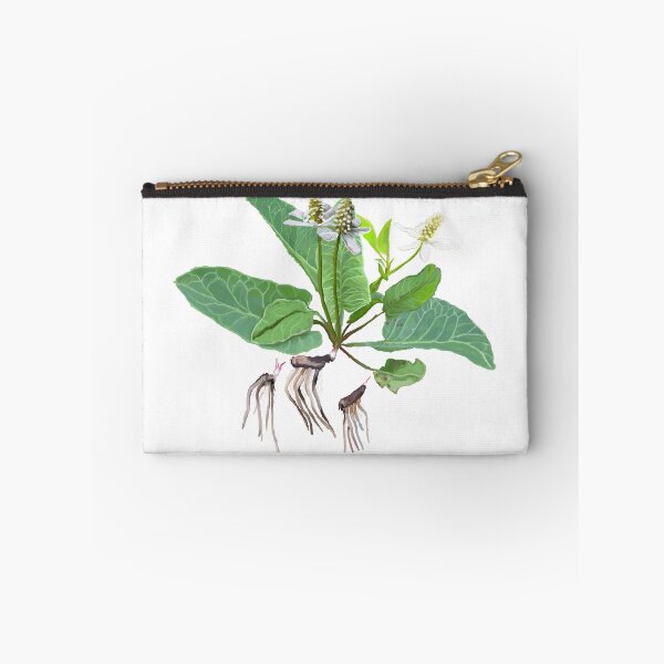 Item preview, Yerba Mansa (Anemopsis californica) designed and sold by Joyful Roots.