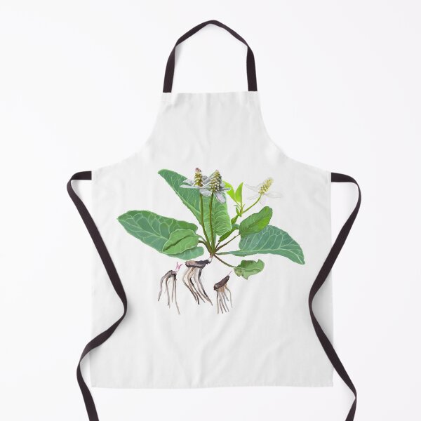 Item preview, Yerba Mansa (Anemopsis californica) designed and sold by Joyful Roots.