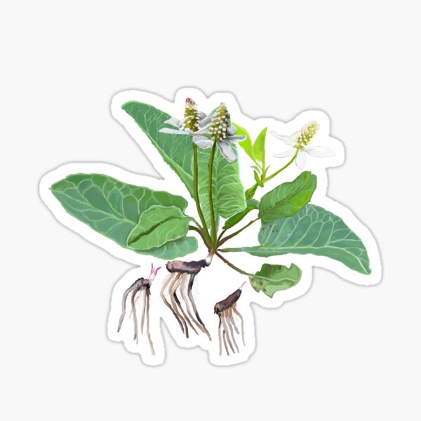 Item preview, Yerba Mansa (Anemopsis californica) designed and sold by Joyful Roots.