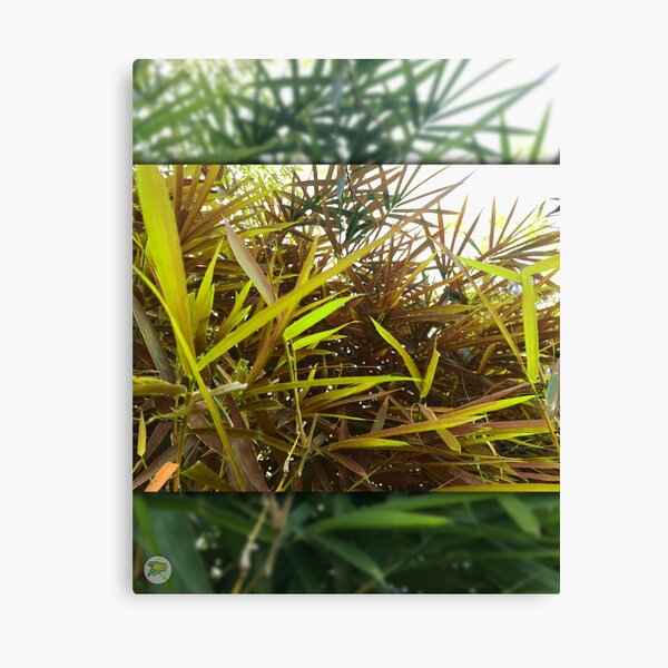 Bamboo Leaves in Summer Breeze Canvas Print