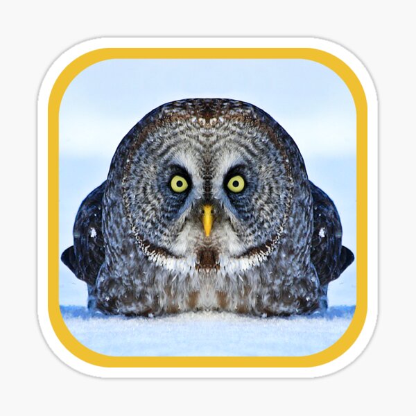 Chonky Owl Sticker