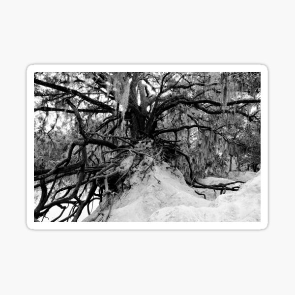 Item preview, Live Oak designed and sold by David Lee Thompson.