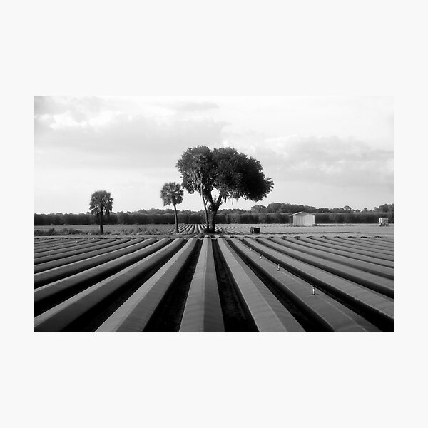 Item preview, FARMLAND designed and sold by David Lee Thompson.