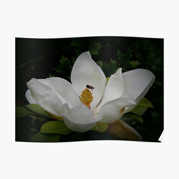 Giant Magnolia with visitor Poster