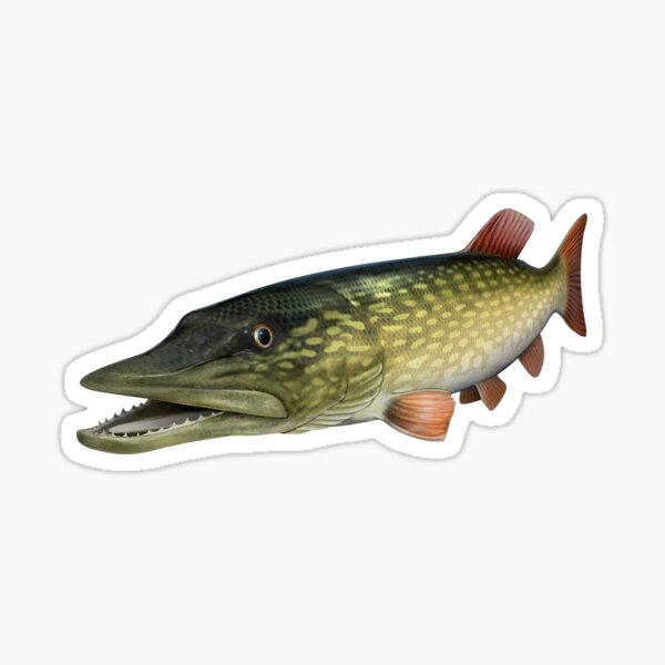 Northern Pike Merch & Gifts for Sale