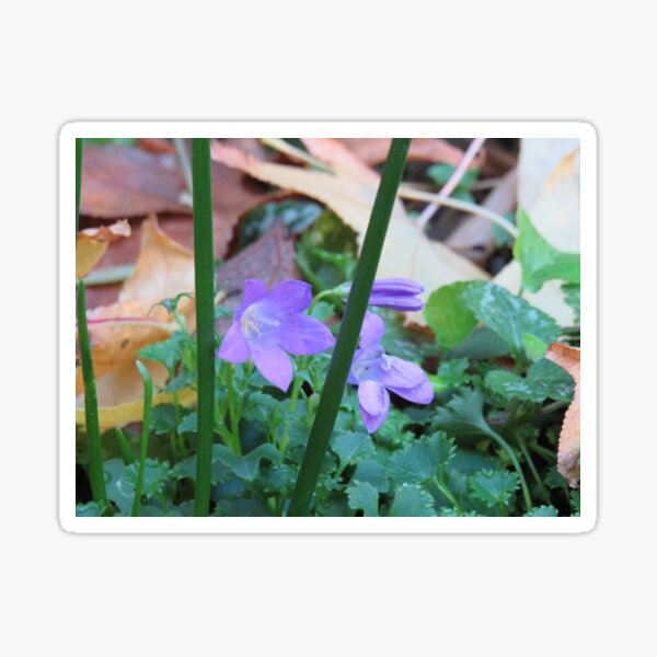 Aperçu de l'œuvre Campanules violettes créée et vendue par greentiger1.