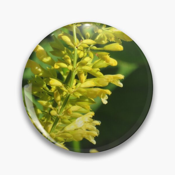 Item preview, Forsythia sage designed and sold by greentiger1.