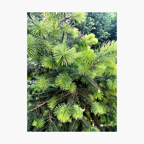 Item preview, Young Pine Greens designed and sold by TeaFairy Art.