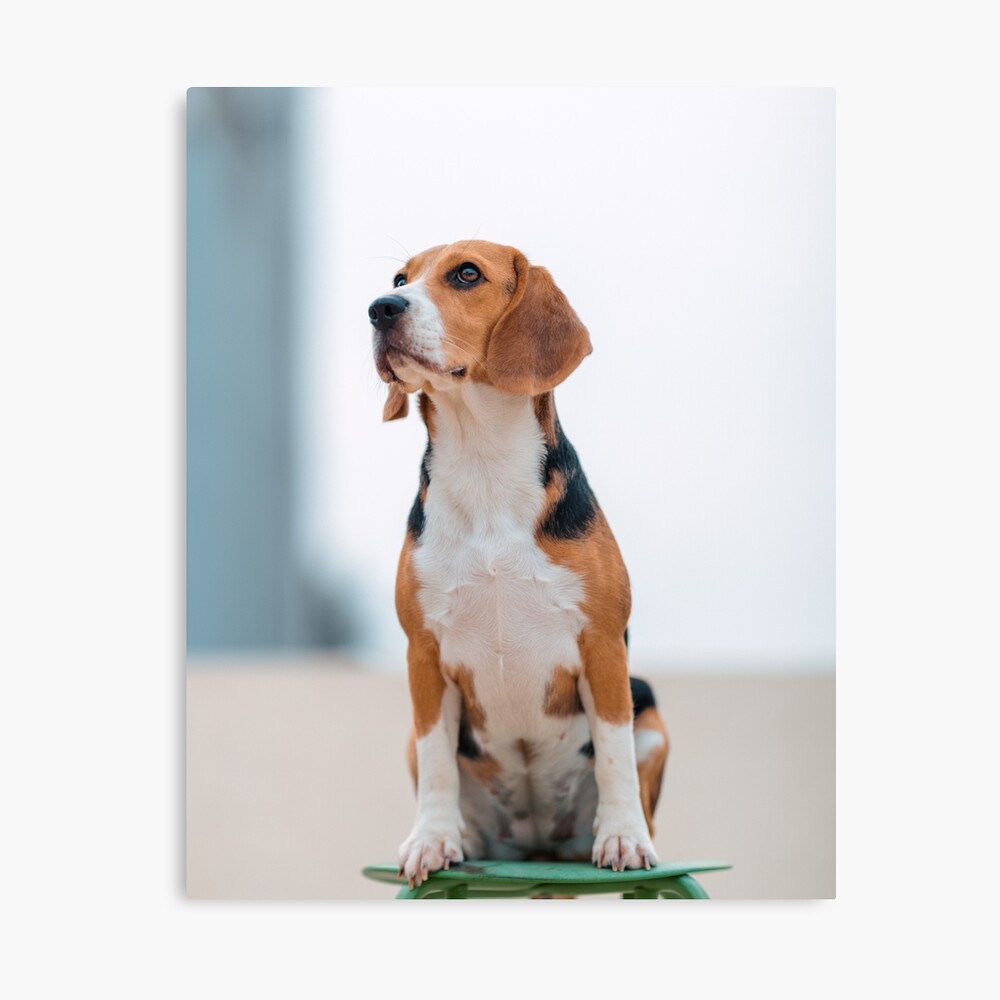 Beagle Hound Dog in Flat Cap Prints 5x7 and 8x10 Poster Scent 