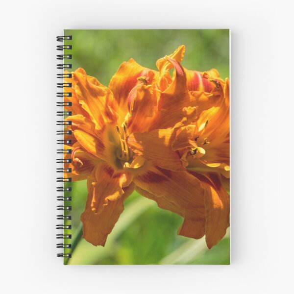 Item preview, Happy Orange Ruffles - Boldly Colored Daylilies Duo in Bloom designed and sold by Georgia Mizuleva.