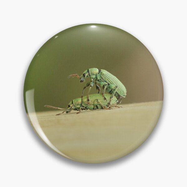 Item preview, Nettle weevil designed and sold by NW-Photo-Art.
