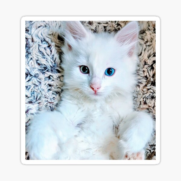 Item preview, White ragdoll Norwegian forest kitten designed and sold by Fluffycat2020.