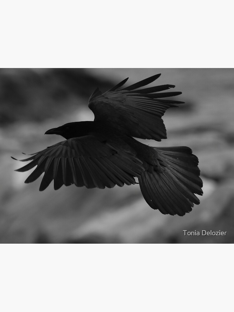 Crow by ToniaDelozier