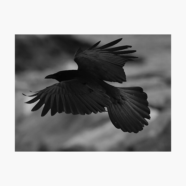 Item preview, Crow  designed and sold by Tonia Delozier's Photography .