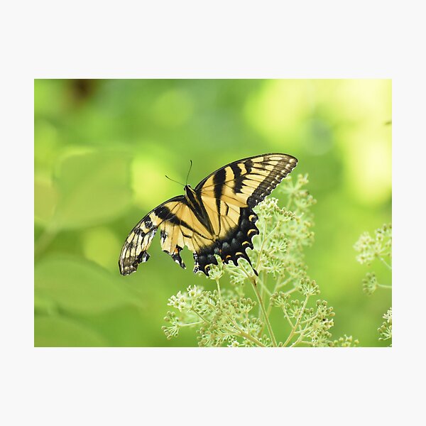 Item preview,  Tiger Swallowtail Butterfly 2021 designed and sold by Tonia Delozier's Photography .
