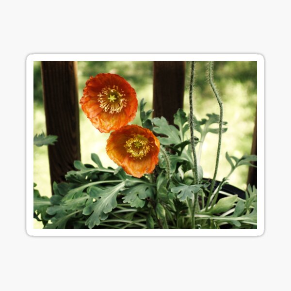 Orange Poppies Sticker