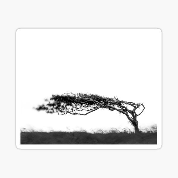Windswept Sticker