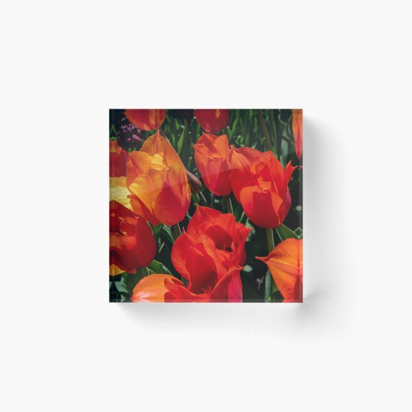 Item preview, Tulips Red designed and sold by barkeypf.