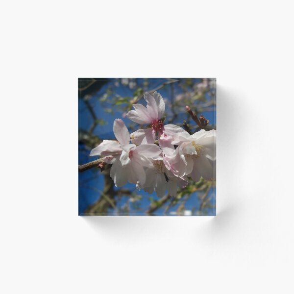 Artikelvorschau, Kirschblüte entworfen und verkauft von MDHarding.