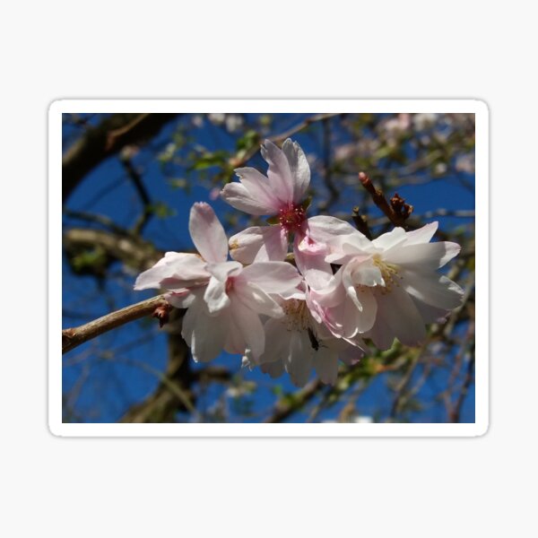 Cherry Blossom Sticker