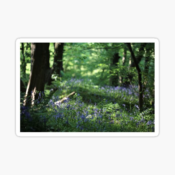 Woodland Bluebells Sticker