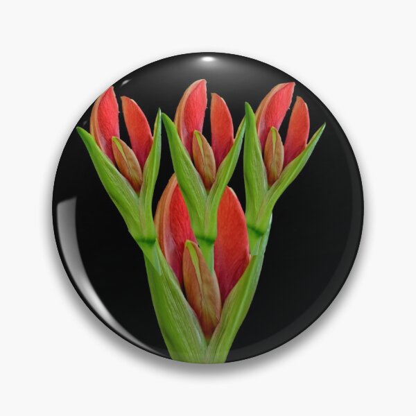 Item preview, Brotes de amarilis designed and sold by doodle3Dandy.