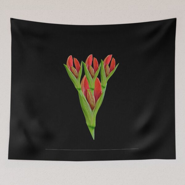 Item preview, Amaryllis Buds designed and sold by doodle3Dandy.