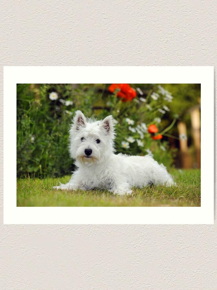 West Highland Terrier Puppies Little Westies 10+ Thousand Westie