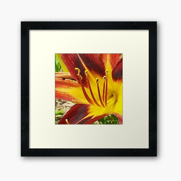 Flowers in nature, full colors Framed Art Print