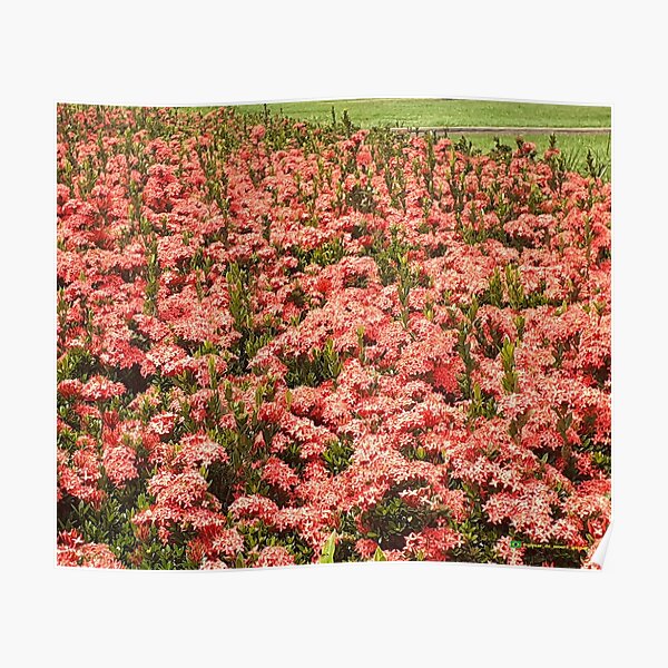 Flowers in nature, full colors Poster