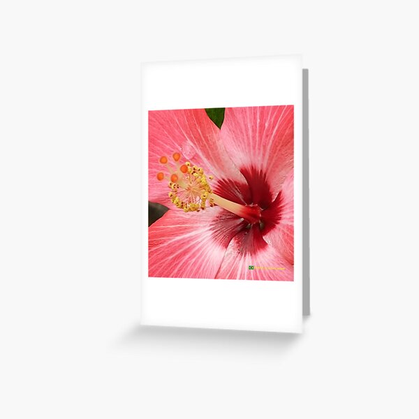 Flowers in nature, full colors Greeting Card