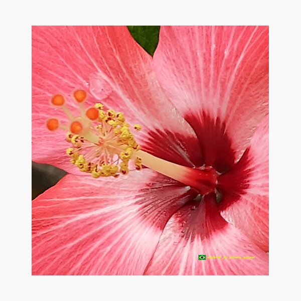 Flowers in nature, full colors Photographic Print