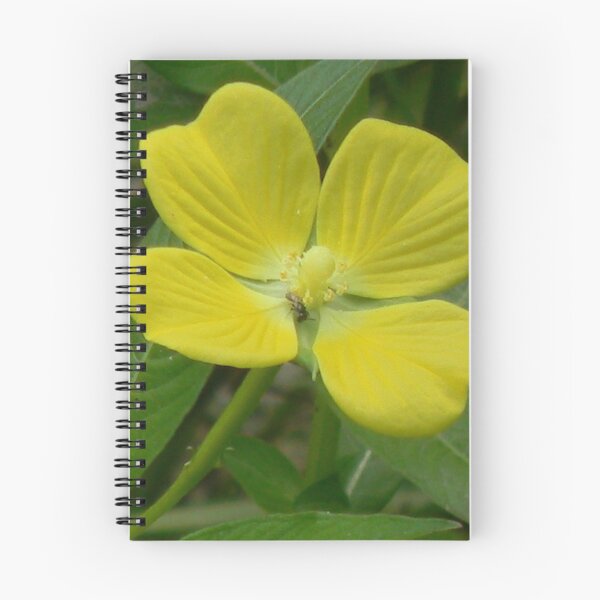 Item preview, Narrow-Leaf Water Primrose, Mexican Primrose-Willow designed and sold by Navigator.