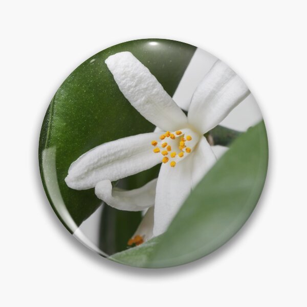 Item preview, The flower of mandarin orange 1 designed and sold by Jouko Lehto Photography.
