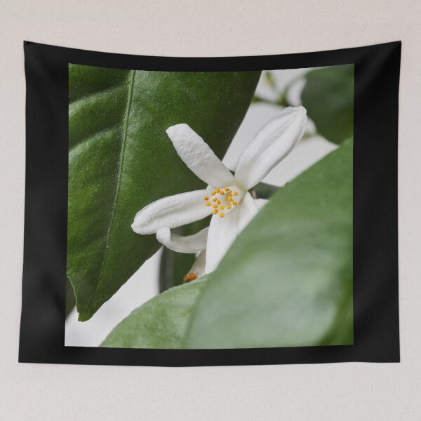 Item preview, The flower of mandarin orange 1 designed and sold by Jouko Lehto Photography.