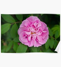 Pink Nature Poster