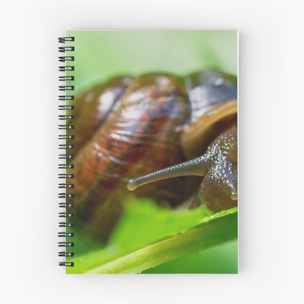 Item preview, Copse snail close designed and sold by Jouko Lehto Photography.