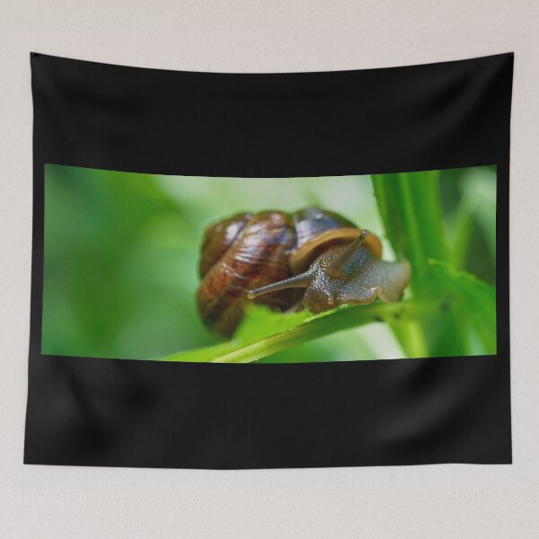 Item preview, Copse snail close designed and sold by Jouko Lehto Photography.