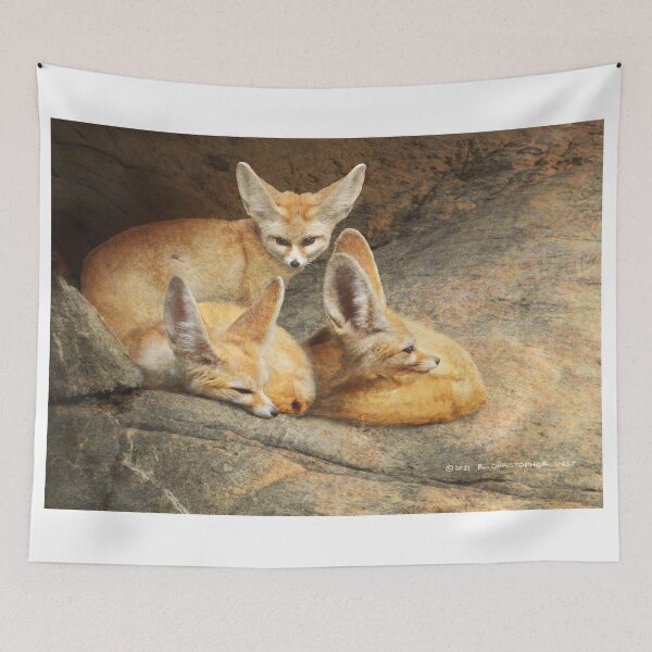 Item preview, fennec foxes resting on cool stone designed and sold by R Christopher  Vest.