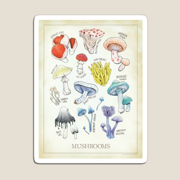 Item preview, Mushroom Biological Illustration designed and sold by OddFogCo.