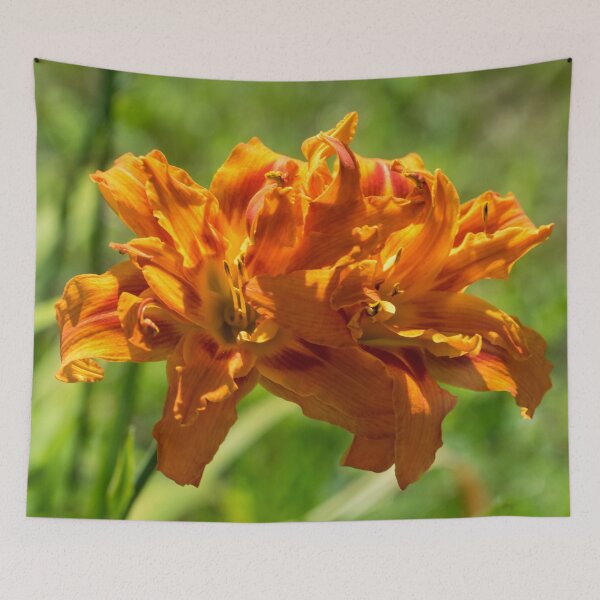Item preview, Happy Orange Ruffles - Boldly Colored Daylilies Duo in Bloom designed and sold by Georgia Mizuleva.