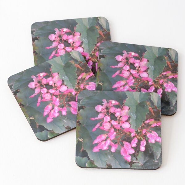 Item preview, Pink cane begonia designed and sold by greentiger1.