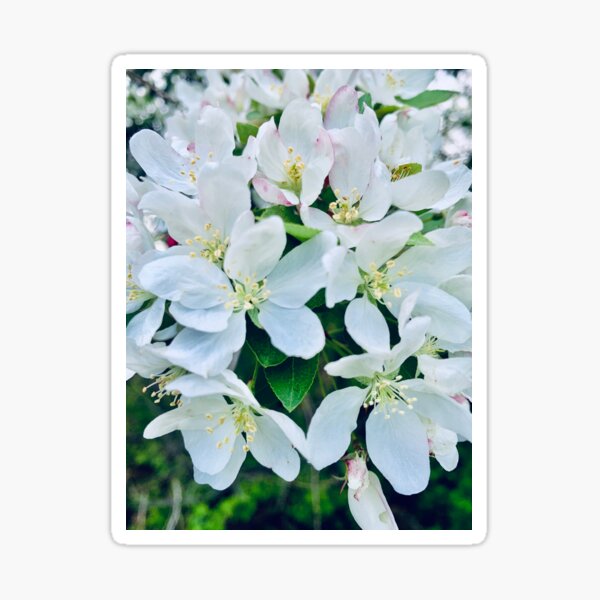 Item preview, Spring Apple Blossoms designed and sold by stephip26.
